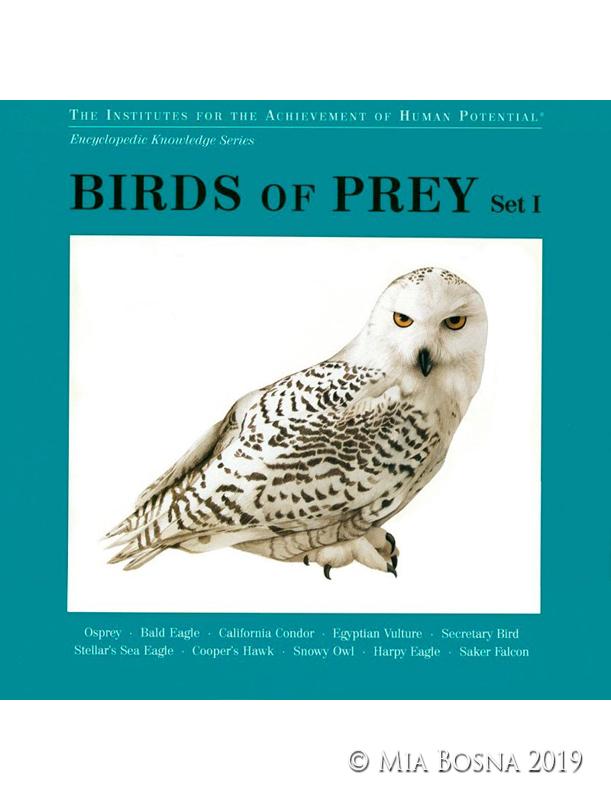 birds of prey paintings
