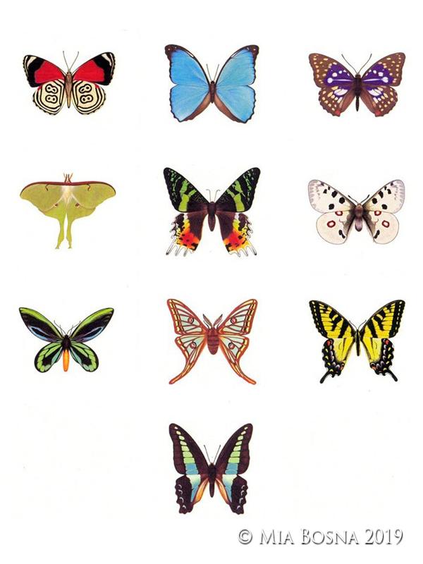 butterfly paintings