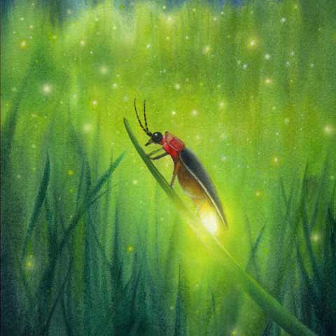 Firefly-MiaBosna-480x480