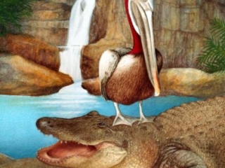 PelicanAlligator