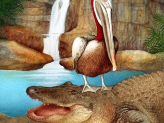 PelicanAlligator
