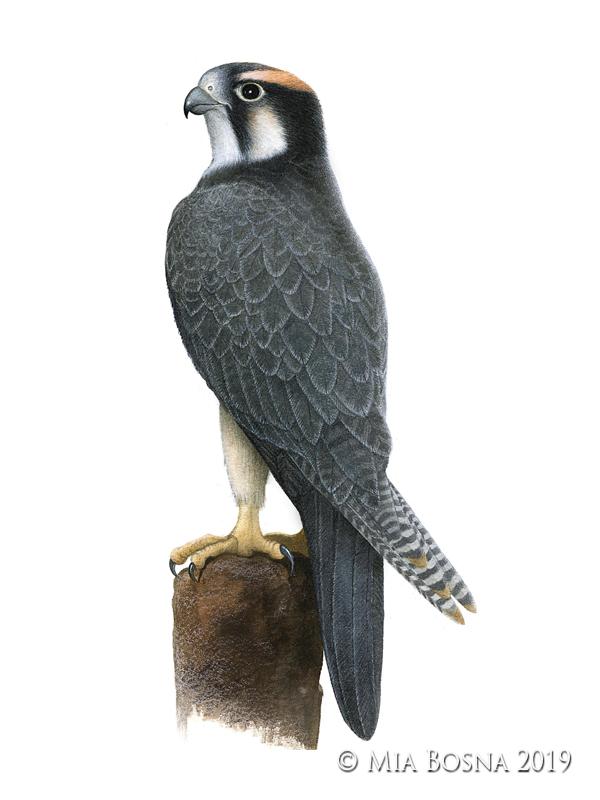 saker falcon painting by Mia Bosna