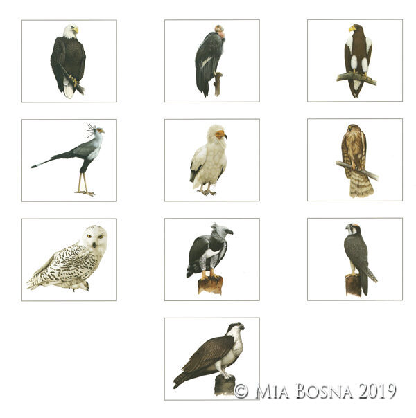 birds of prey paintings by Mia Bosna